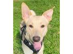 Adopt Miles a Shepherd, Shiba Inu