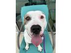 Adopt Flash a Pit Bull Terrier, Mixed Breed