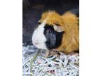 Adopt Morty a Guinea Pig