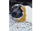 Adopt Rick a Guinea Pig