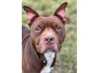 Adopt Clifford a Staffordshire Bull Terrier