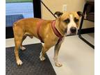 Adopt Scooby a Pit Bull Terrier