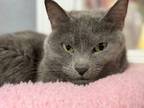 Adopt Benny a Domestic Short Hair