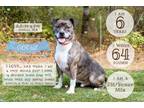 Adopt GOOSE a Pit Bull Terrier, Boxer