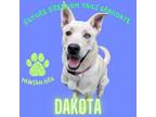 Adopt Dakota a Husky, Labrador Retriever