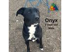 Adopt Onyx a Labrador Retriever, Greyhound