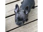 French Bulldog Puppy for sale in Pangburn, AR, USA