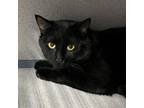 Adopt Jelly Bean a Domestic Short Hair