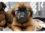 Adopt Winter Sweets: Buddy a Pit Bull Terrier, Leonberger