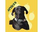 Adopt Atticus a Great Dane