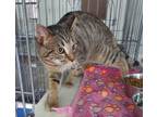 Adopt Tito a American Shorthair