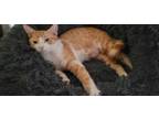 Adopt Pumpkin Spice a Domestic Short Hair