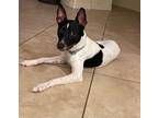 Adopt Romeo a Fox Terrier, Rat Terrier