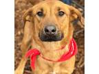 Adopt Tango a Black Mouth Cur, Hound