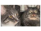 Adopt Winter and Joey a Maine Coon, American Shorthair