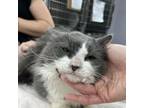 Adopt Yukon a Domestic Long Hair