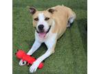 Adopt Robbie - Project Homebound a Mixed Breed