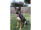 Adopt RufRuf a German Shepherd Dog, Australian Kelpie