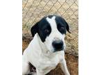 Adopt Sam a Labrador Retriever