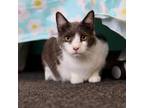 Adopt Thumper a Domestic Short Hair