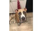 Adopt Archie a Boxer