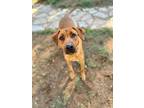 Adopt Hermon and mother Martha a Hound, Black Mouth Cur