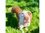 Adopt Joey a Pit Bull Terrier