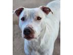 Adopt Frost a Pit Bull Terrier