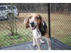 Adopt Splash (in foster) a Beagle, Hound