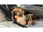 Adopt Splash (in foster) a Beagle, Hound