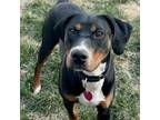 Adopt Jack a Black and Tan Coonhound