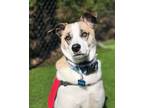 Adopt BOWIE a Catahoula Leopard Dog, Labrador Retriever