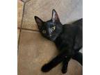 Adopt Tex a Domestic Medium Hair, Abyssinian