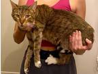 Adopt Percy a Abyssinian, American Shorthair