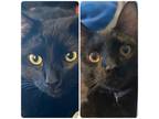 Adopt Brazos and Clover (Bonded pair) a Domestic Short Hair