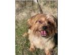 Adopt Ovo a Yorkshire Terrier, Mixed Breed