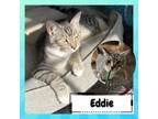 Adopt Edward Scissorhands a Extra-Toes Cat / Hemingway Polydactyl