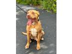 Adopt Red a Pit Bull Terrier