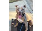 Adopt Yoda a American Staffordshire Terrier, Staffordshire Bull Terrier