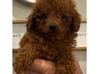 Poodle (Toy) Puppy for sale in North Port, FL, USA