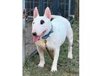 Adopt Lil Chapo aka Chapstick a Bull Terrier