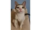 Adopt Bravo a Domestic Short Hair