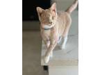 Adopt Matthew Murdock a Domestic Short Hair