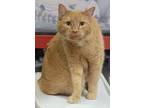 Adopt Remy a Domestic Short Hair
