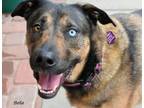 Adopt Bella a German Shepherd Dog, Labrador Retriever