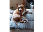 Adopt Jack a American Staffordshire Terrier, Pit Bull Terrier