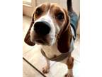 Adopt Schroeder a Beagle