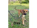 Adopt Clay a German Shepherd Dog, Belgian Shepherd / Malinois