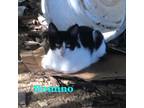 Adopt Domino a Tuxedo, American Shorthair