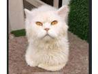 Adopt Lorenzo a Persian